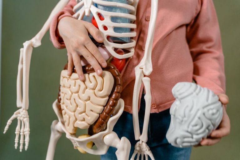 anatomical diagram showing the vagus nerve pathway between brain and stomach