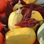 Squash and greens gathered for seasonal meals