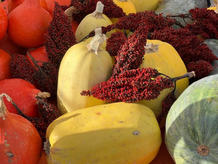 Squash and greens gathered for seasonal meals
