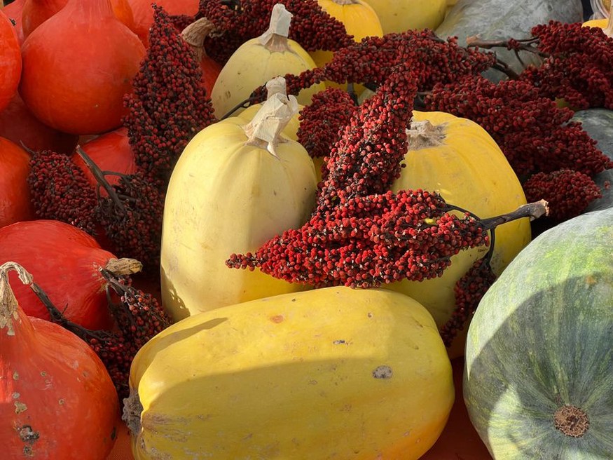 Squash and greens gathered for seasonal meals