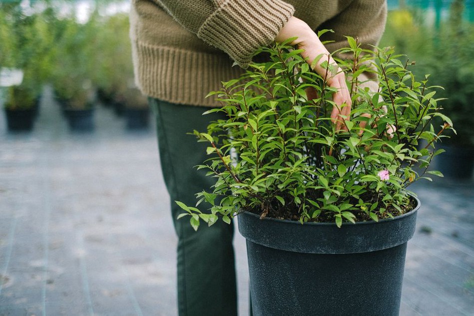 A hand tests soil beneath a houseplant’s leaves