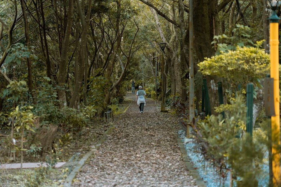 Walker moving along a quiet tree-lined path